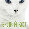 Белый кот - в Нижнем Новгороде!